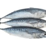 Bullet Tuna Ikan Eyer