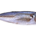 HORSE MARKERAL THOMSON CENCARU