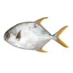IKAN BAWAL Golden Pomfret WR IWP 400/600 5 KG ASIAN CHOICE
