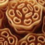 KUEH LOYANG/ROSE WAN INDUSTRI LARGE