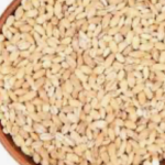 BIJI BARLEY SEED Sri Ternak